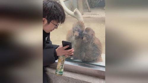 网友爆料猴哥事件视频完整版,揭秘网友热议的惊人真相